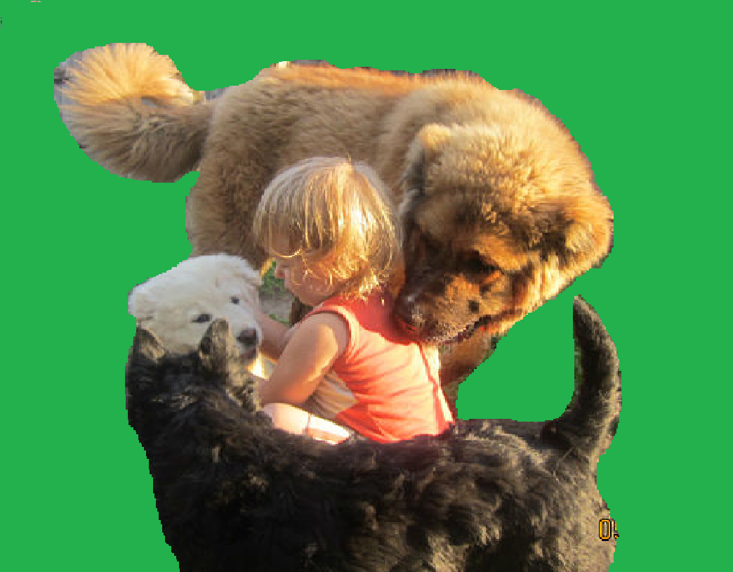 Щенки моего питомника "Душа волка"