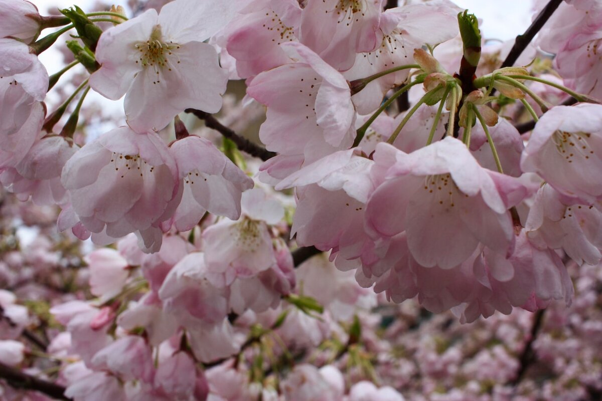 Под сенью Сакуры в цвету. Весна цветут цветы Гималаи. Perfect Cherry Blossom.