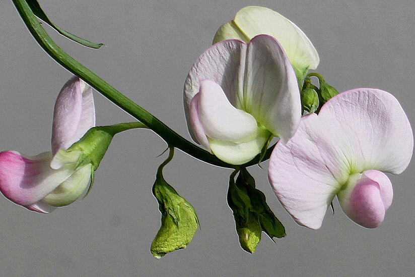 Синцю геншин импакт. Петр 1 указ 1721. Геншин импакт персонажи. Сиреневый сочевичник. Сии чина.