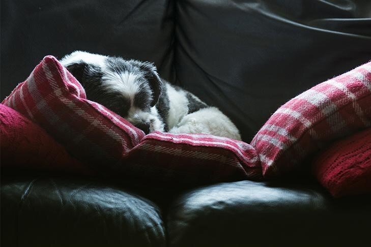 Шон Тейлор / stock.adobe.com