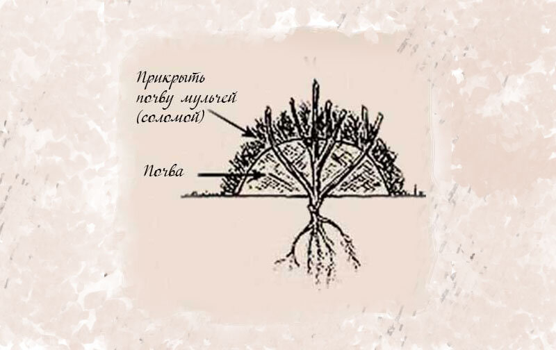 Почву в виде насыпи прикрываем мульчей
