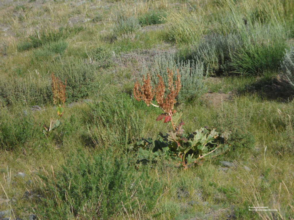 Ревень алтайский. Фото Владимира Полтева.
