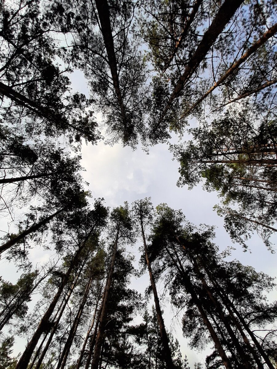 В лесу всегда красиво 