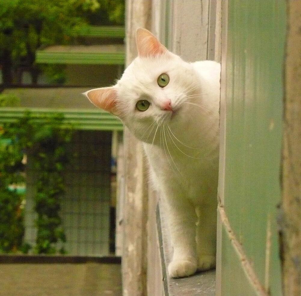 Яндекс.Картинки