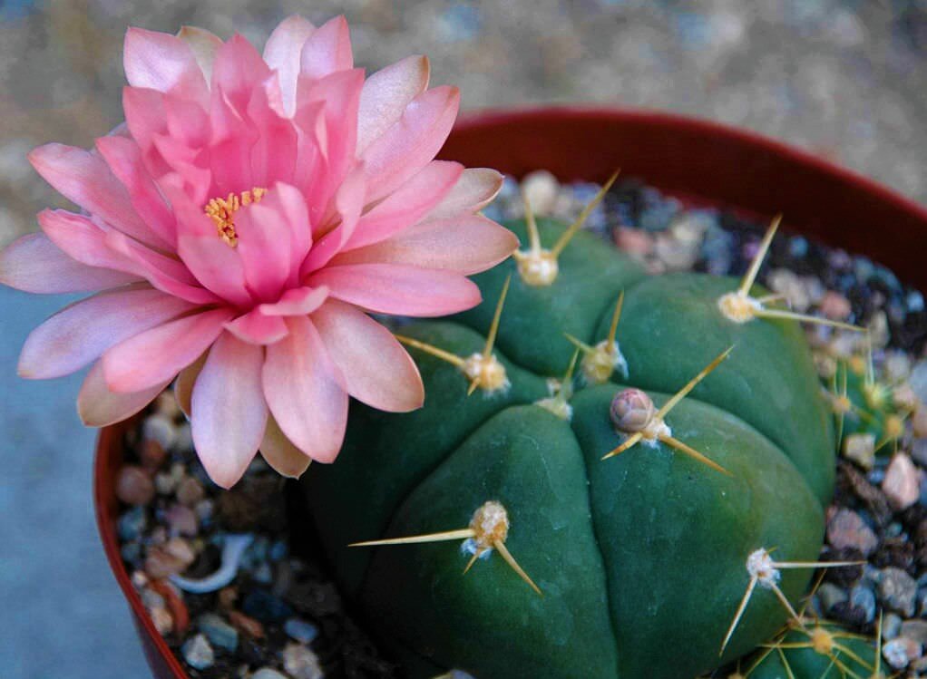 Гимнокалициум