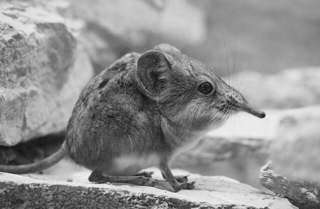 https://animals.net/elephant-shrew/