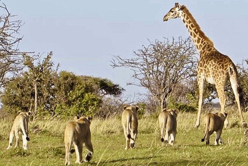Лев тигр жираф. Жираф и Лев. Лев против жирафа. Охота на жирафа. Враги жирафа.