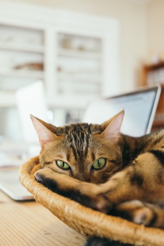 Фото с сайта unsplash.com