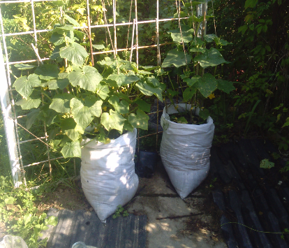 Огурцы, огурцы в мешках