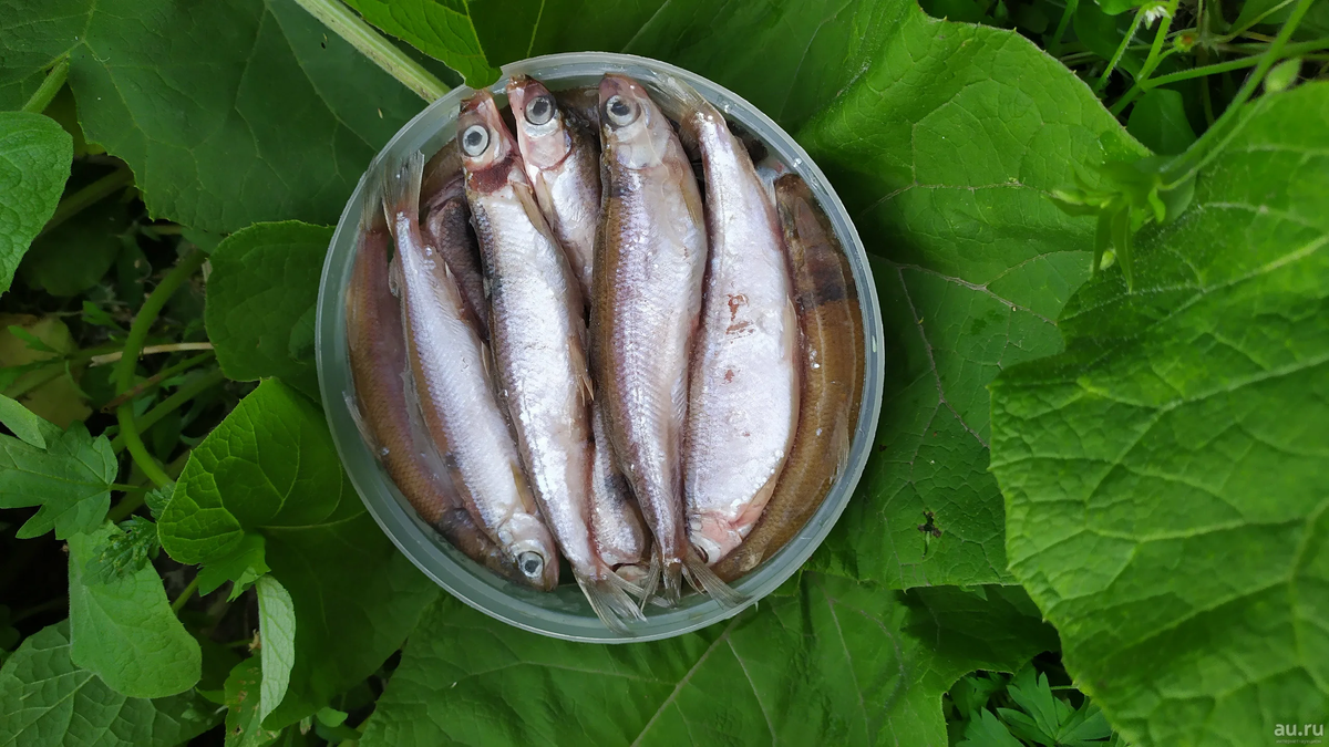 ТУГУНКИ- мелкая речная рыбка.