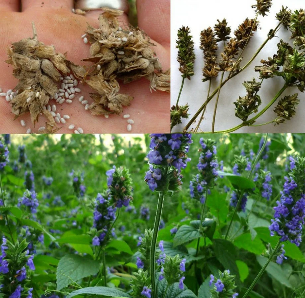 Цивилизация майя основывала на чиа весь свой рацион питания.