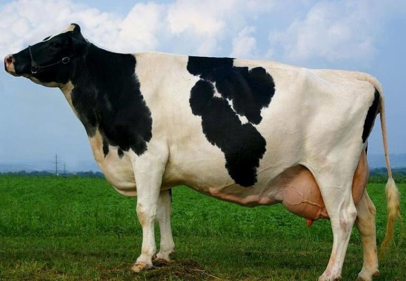Голштинская порода коров. Это молочная порода, что по ней и видно. Разводится для получения молока. 