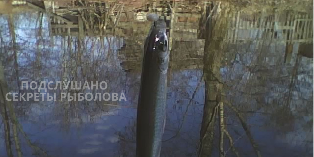 ловля уклейки