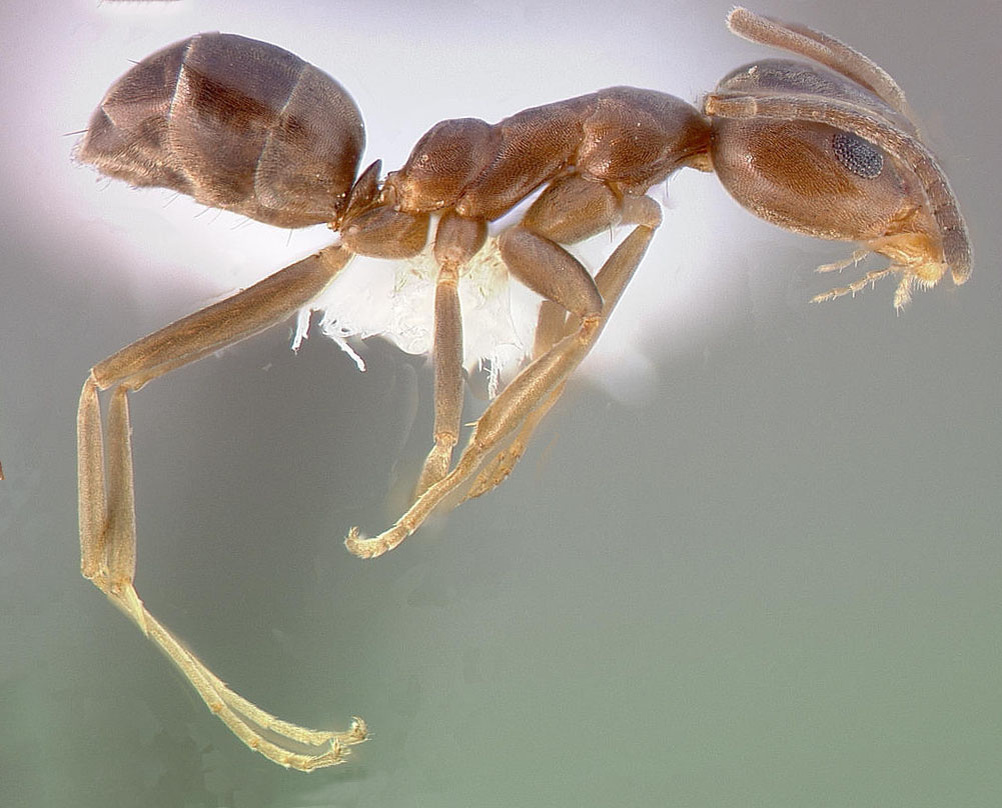 Современные муравьи имеют размер от 1 до 30 мм, в зависимости от вида. Однако некоторые ископаемые муравьи достигали 7 см в длину. 