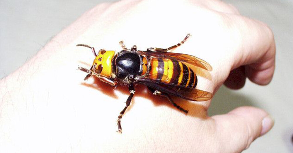 https://d1dd4ethwnlwo2.cloudfront.net/wp-content/uploads/2020/02/asian-giant-hornet-3.jpg