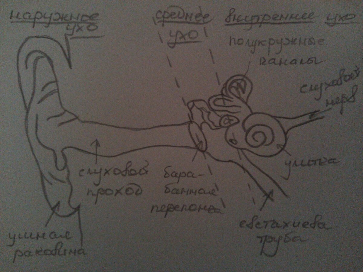 Строение уха. Из личного архива.