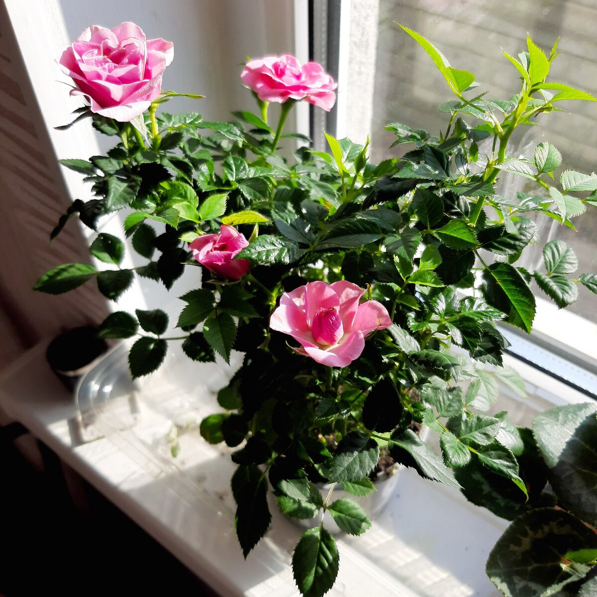 Роза после покупки. фото автора