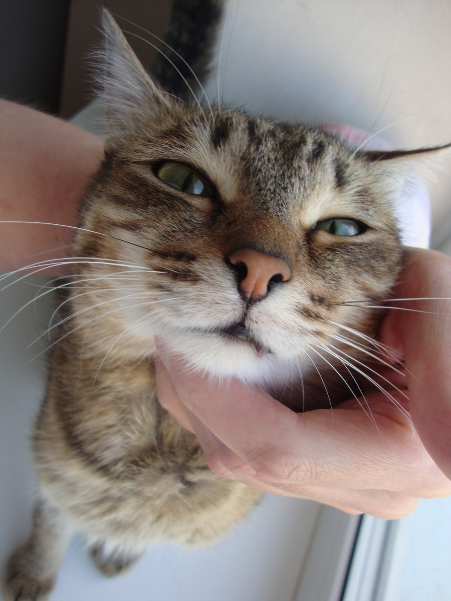 Я не хотел, меня заставили! 