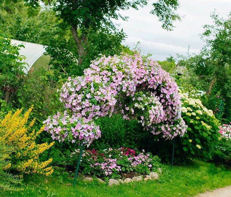 Арка для цветов . фото zacvetet