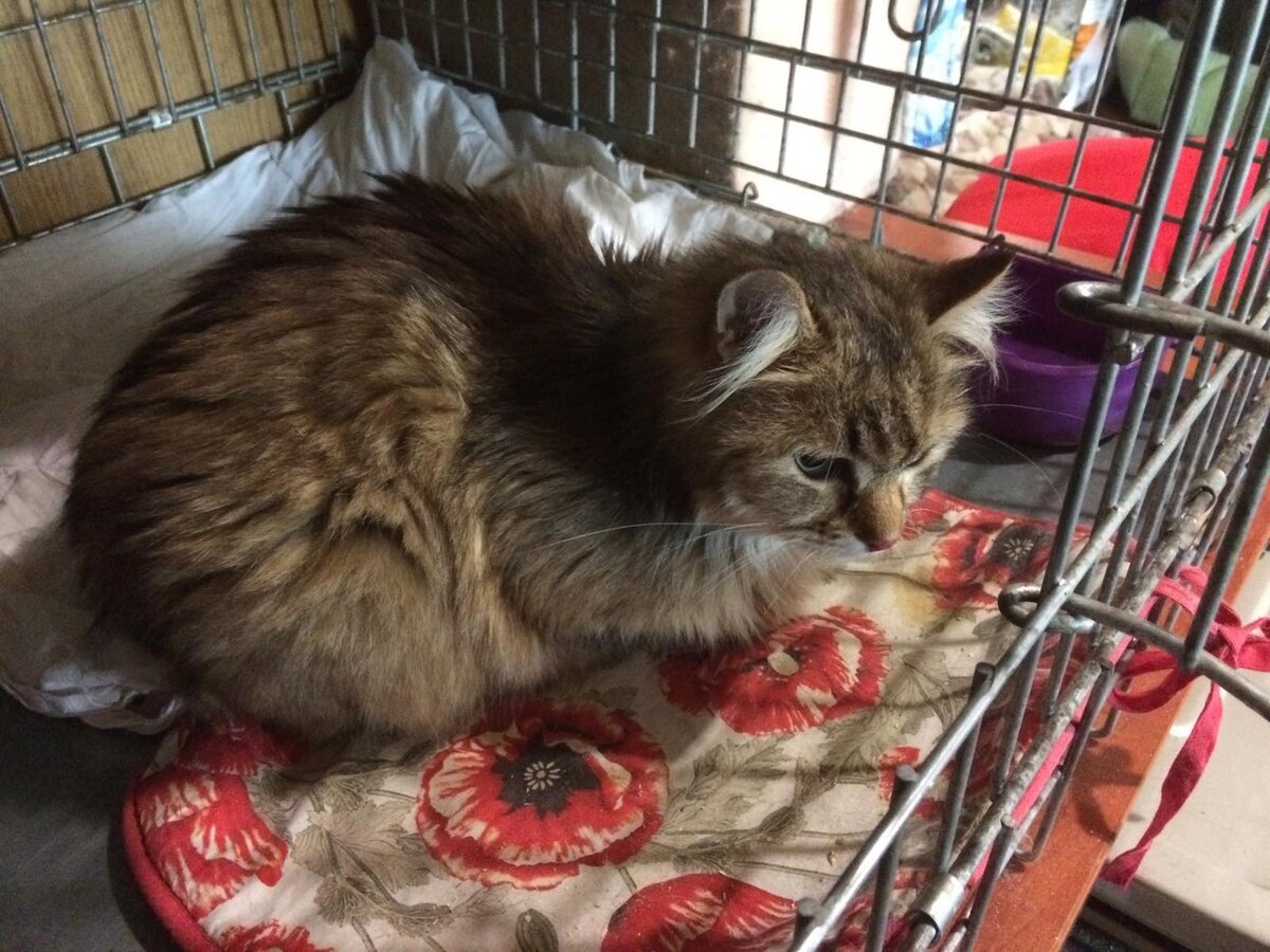 В декабре 2017 года в новый дом уехала кошка Лисица. И сегодня она снова оказалась у волонтеров на передержке кошек на Донском...