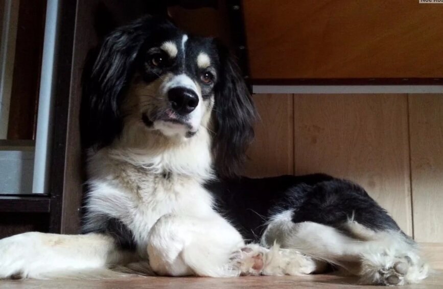 фото из инета, но почти копия Альмы