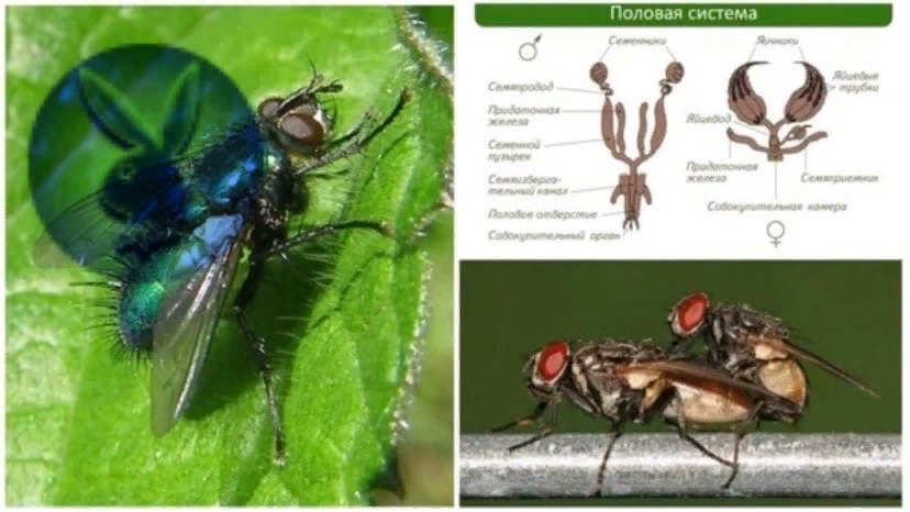 Как размножаются мухи