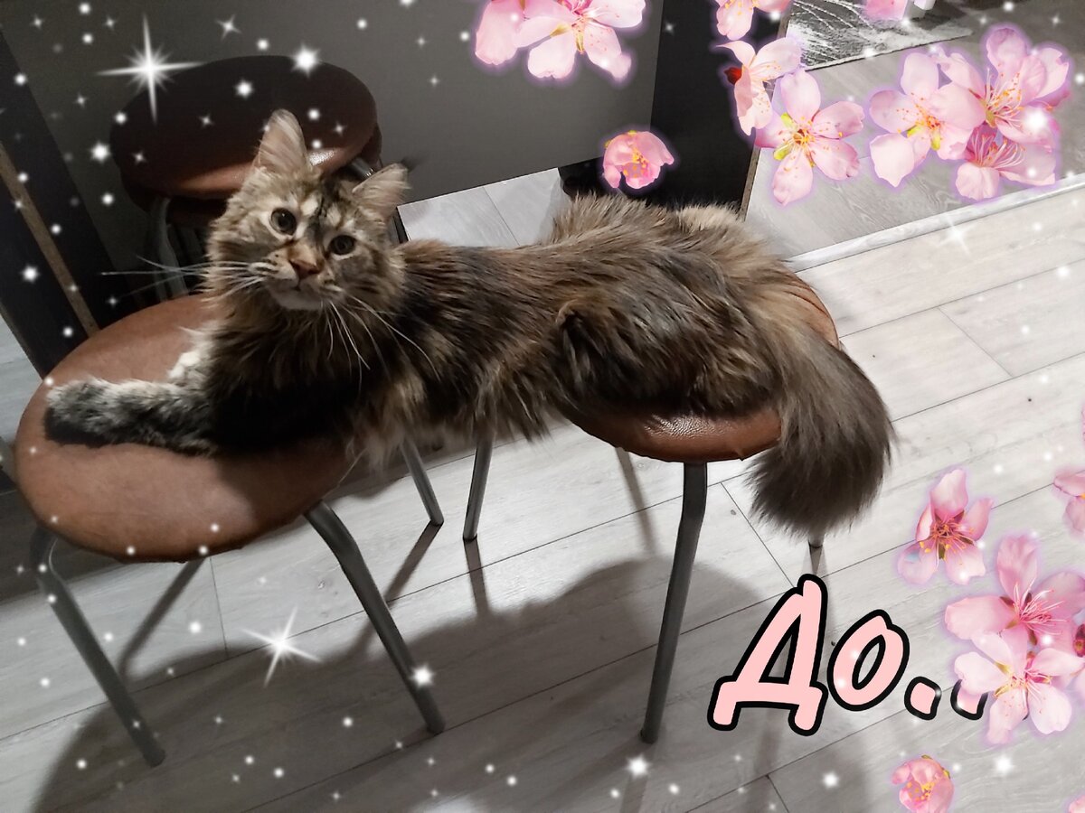 Мейн-кун Моня