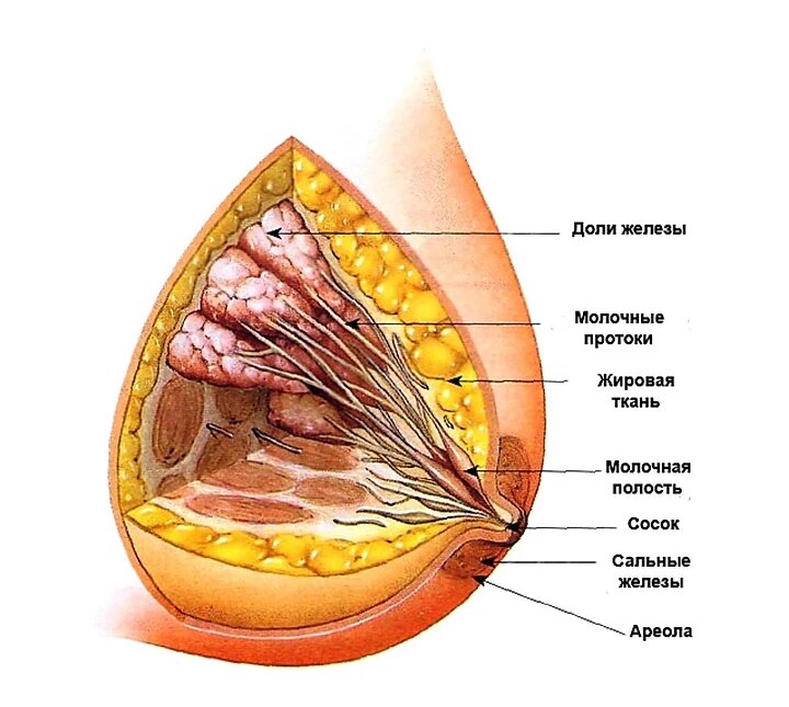 Молочная железа. Строение.



