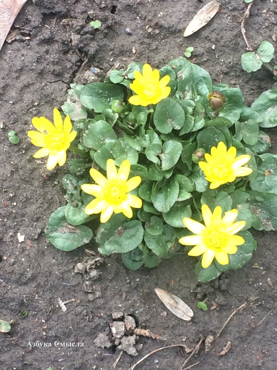 г. Ростов на Дону. 23 февраля 2020г. 13ч. 48 мин. ул. Королева.                                                                                                                  .                                                                                                                                                                                                                                                                                                                                                                                                                                                                                      .                                                                                                                                                                                                         Да.... "Цельсий" в нынешнем году побаловал приятными во всех отношениях плюсовыми температурами..                                                                                                                                                                                      .                                                                                                                                                                                                             .                                