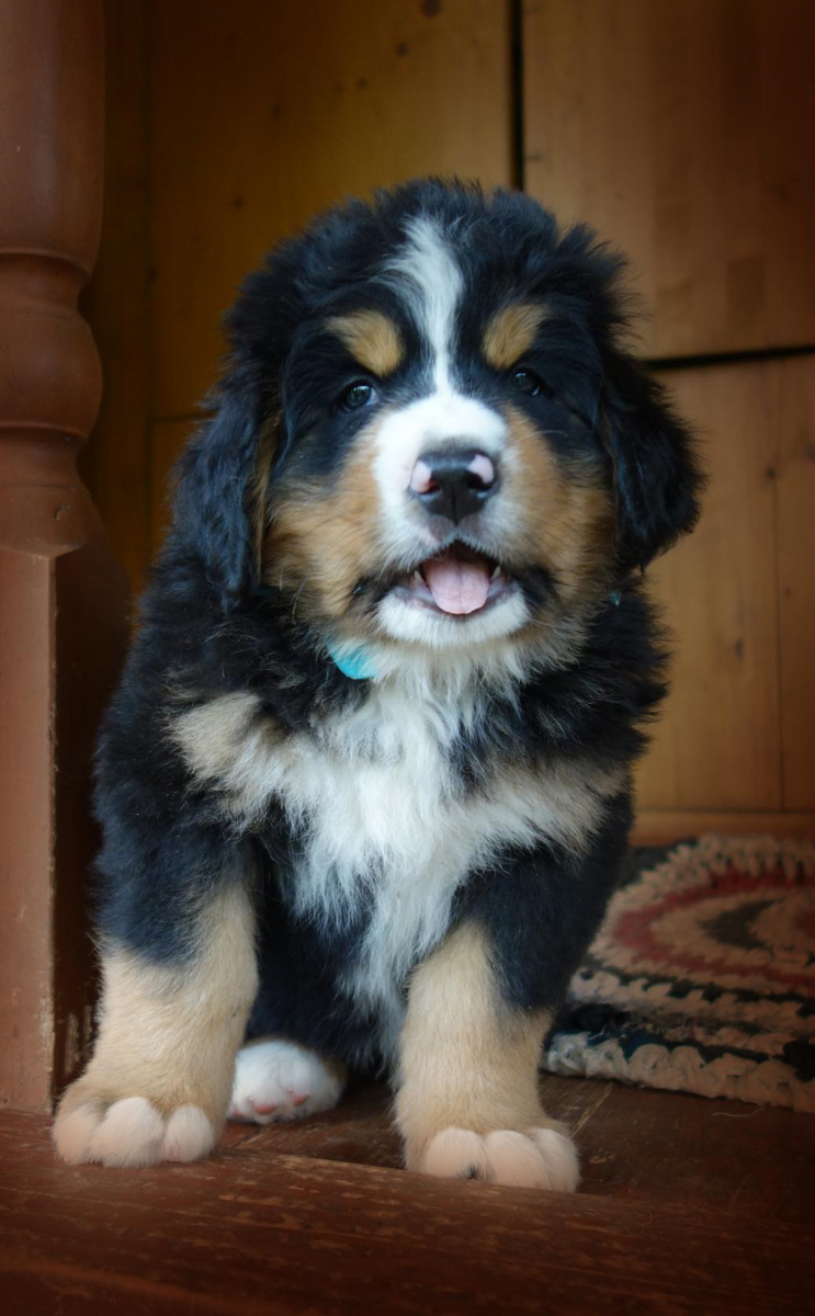 Это Волькин сын... Сейчас ему уже полтора года... Он очень умный, воспитанный пес...