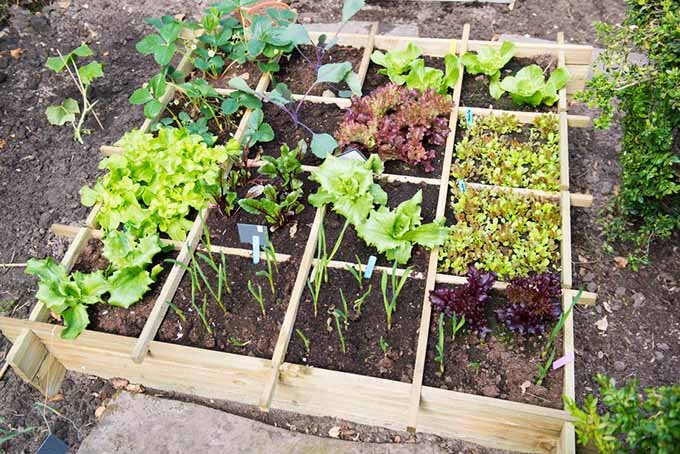 https://gardenerspath.com/wp-content/uploads/2016/09/square-foot-garden-from-above.jpg