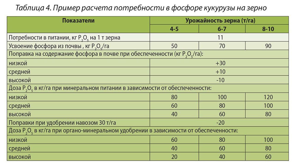 Фосфор — под корень кукурузы | ГлавАгроном | Дзен