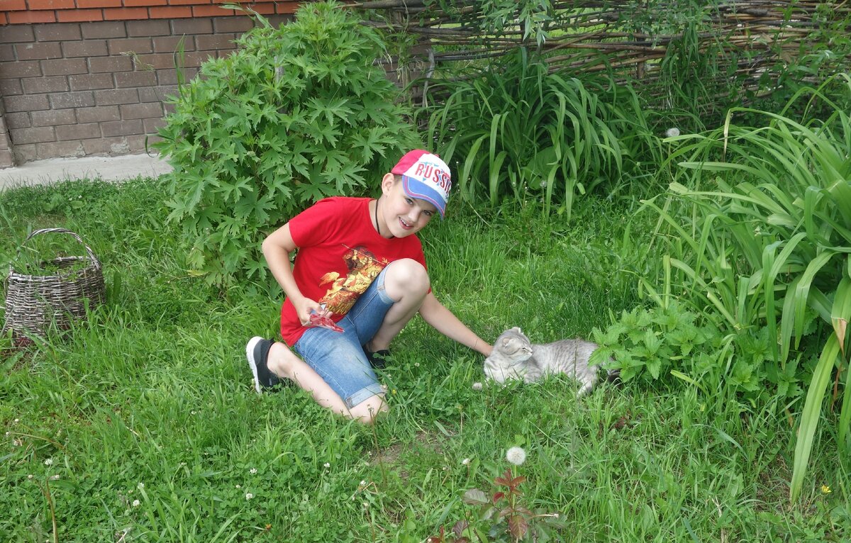 Кошек на острове очень много