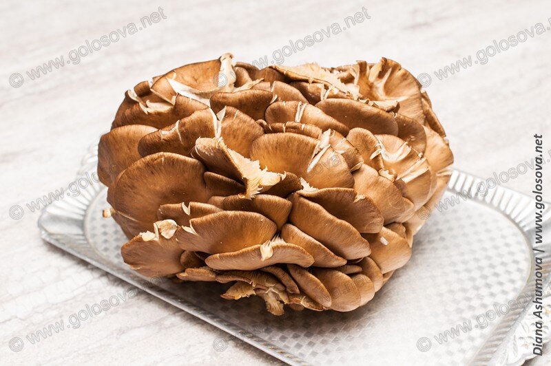 гроздь вешенок