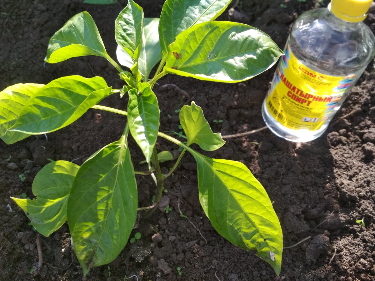 Перцы в мае