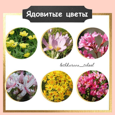 6 Ядовитых цветов