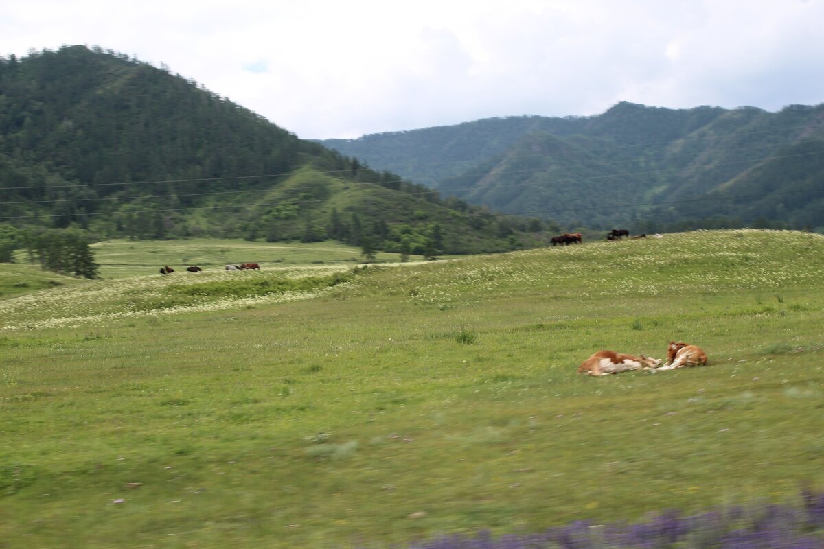 Из окна автомобиля