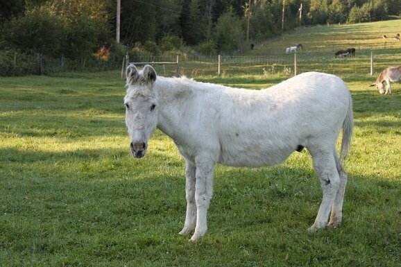 Лошак. zoohybrid.ru