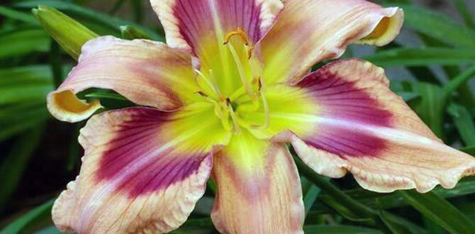 Сорт "STRAWBERRY CANDY"