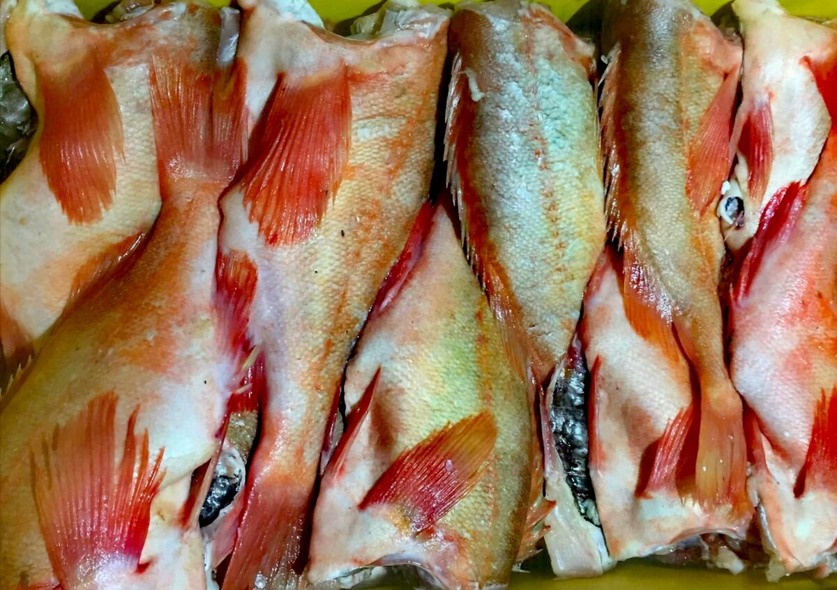 Морской окунь