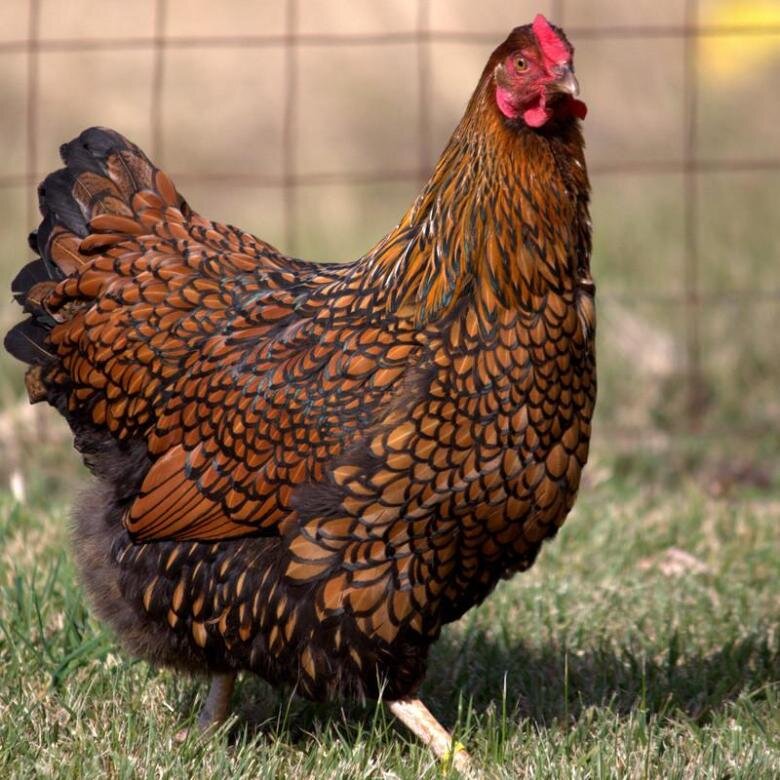 Сколько живет курица несушка в домашних условиях: яичная, мясная и  мясо-яичные породы | Куриная жизнь от А до Я | Дзен
