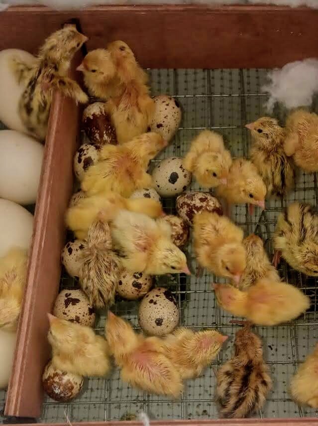 Вывод новорожденных