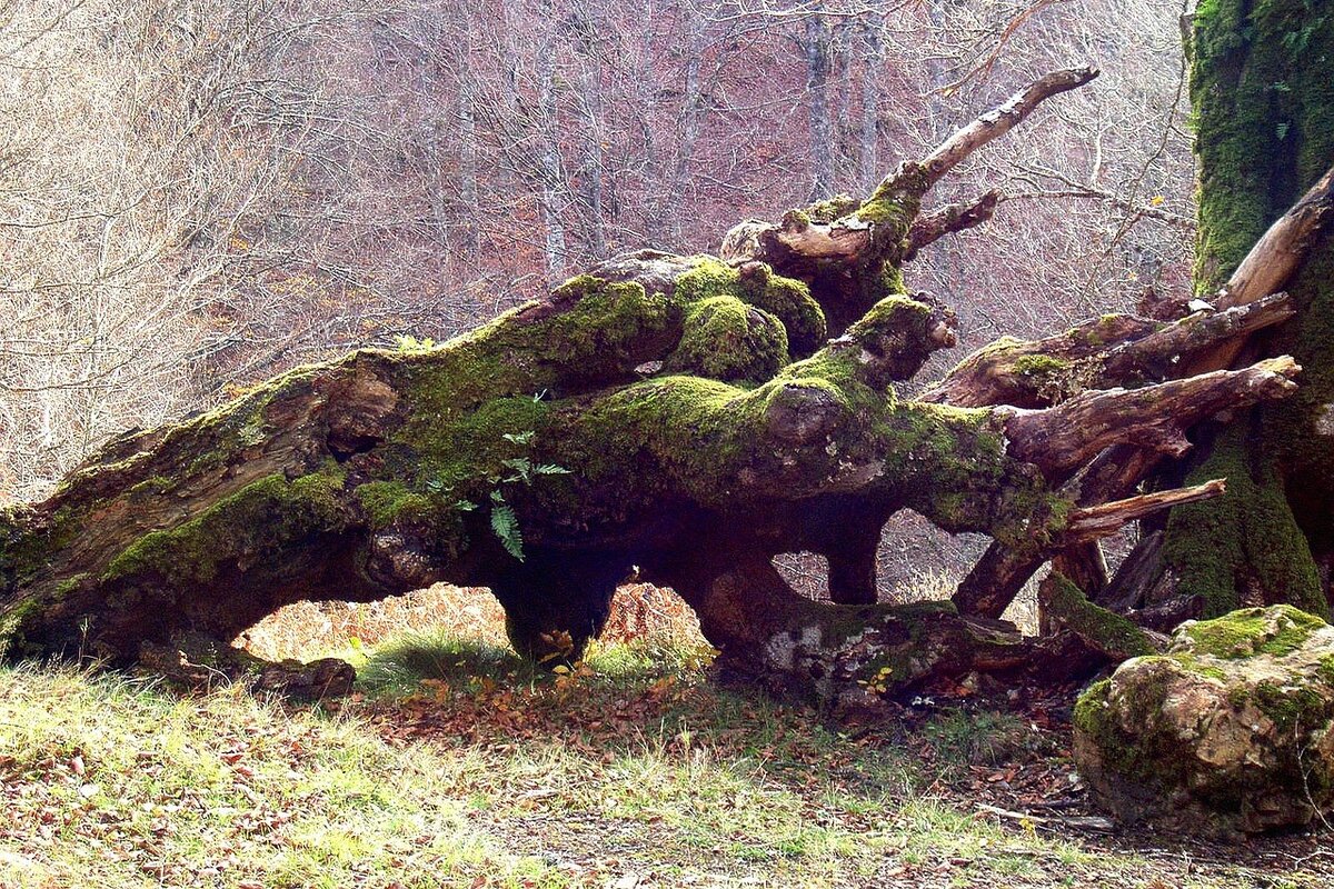 Упавшее огромное дерево, хорошее место для берлоги. Фото https://pixabay.com/ru/