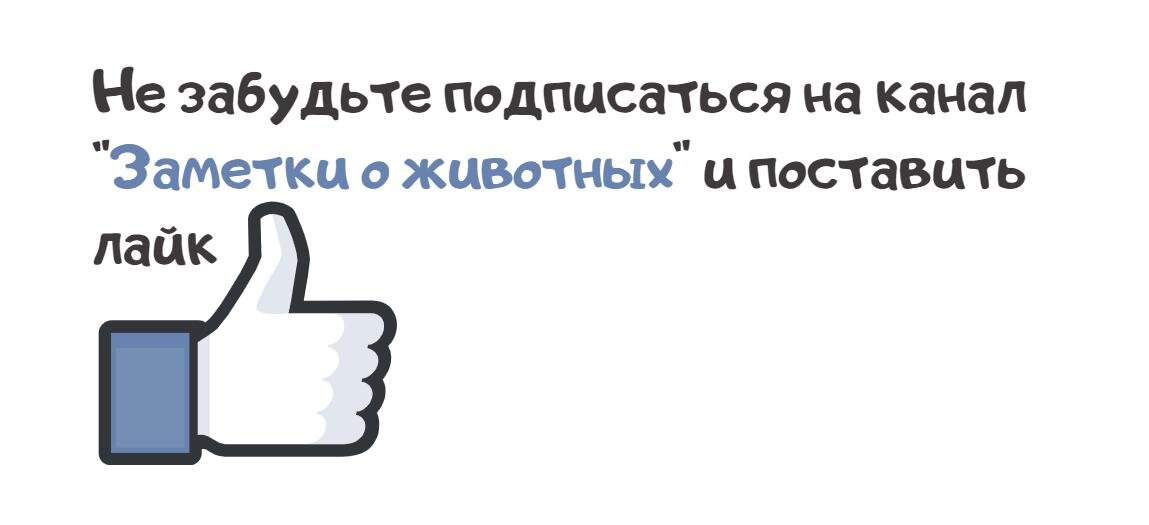 Монгольская лошадь — любимица самого Чингисхана. Что в ней особенного ...