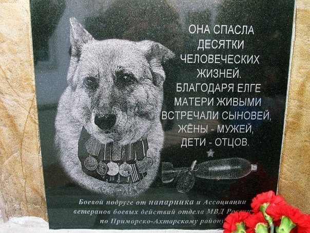 Фото взято из свободного доступа yandex.ru