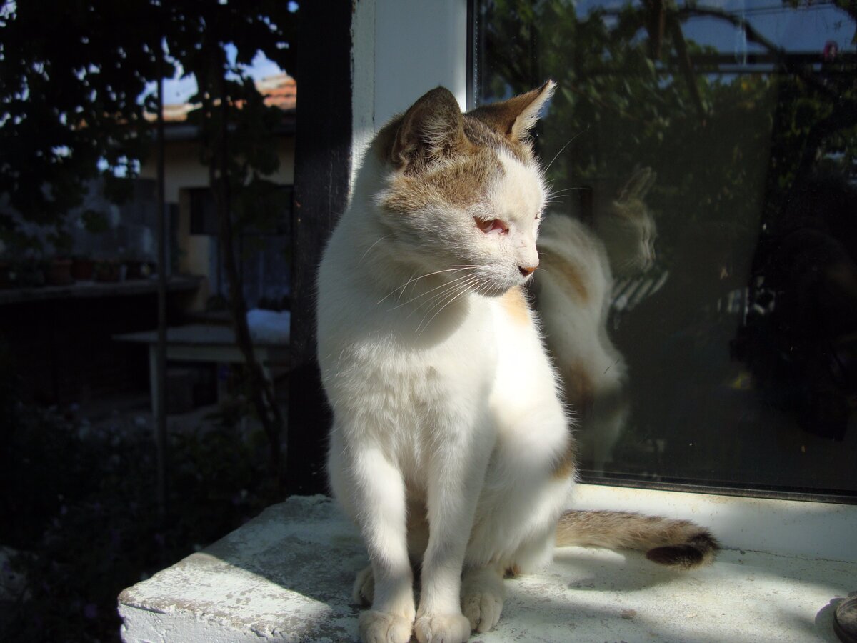 Это Мура, хозяйка дома.