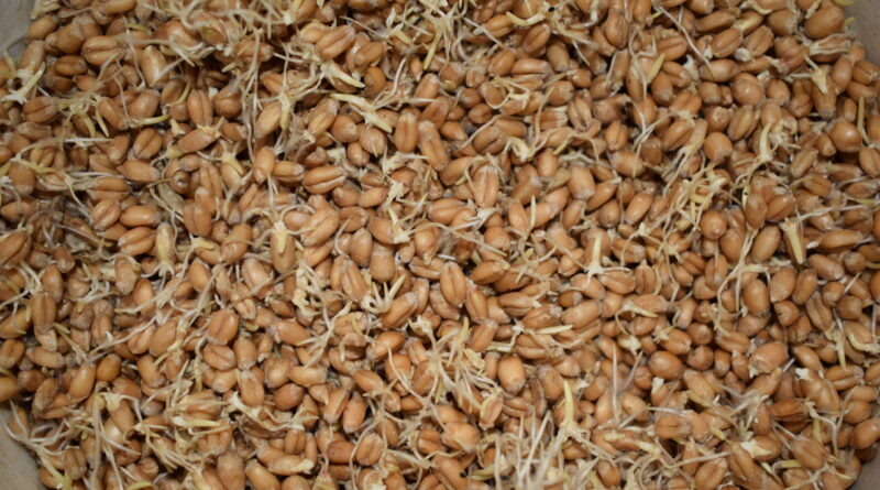 Пророщенная пшеница