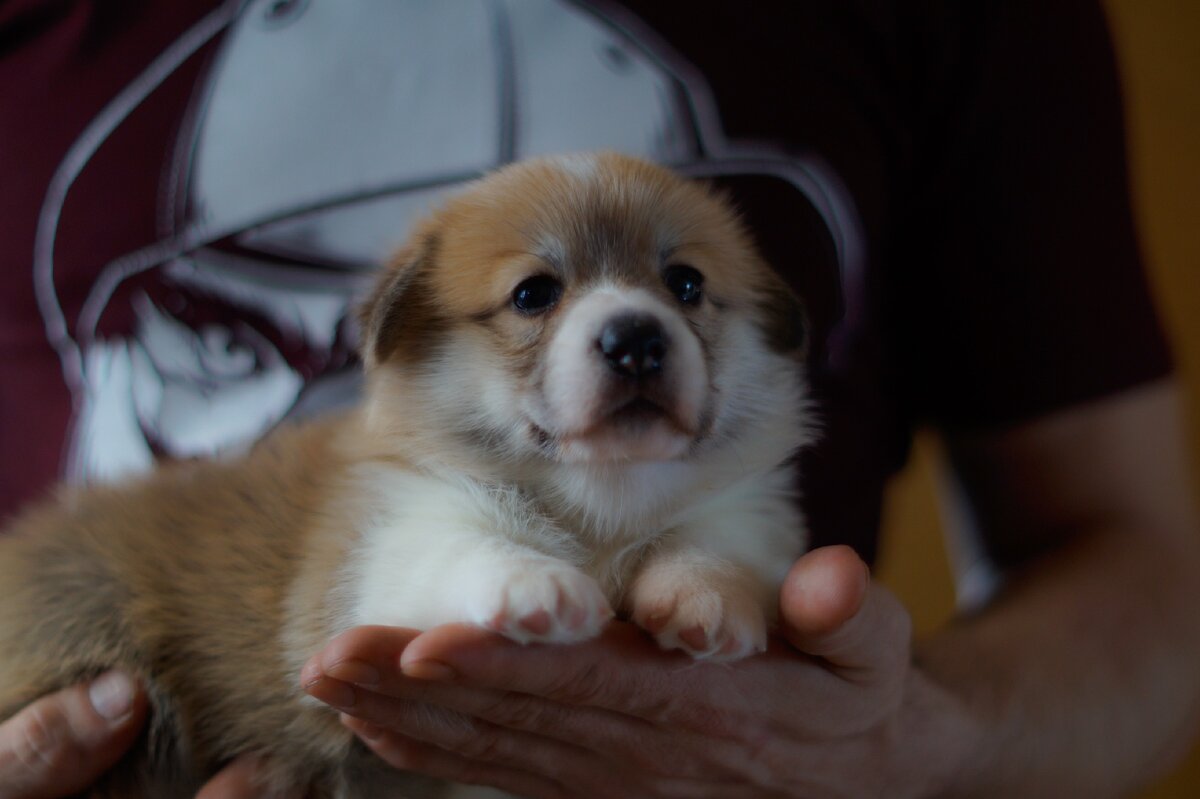 Питомник "Голден Харт Виннер" г. Красноярск. Голден Харт Винеер Мерседес