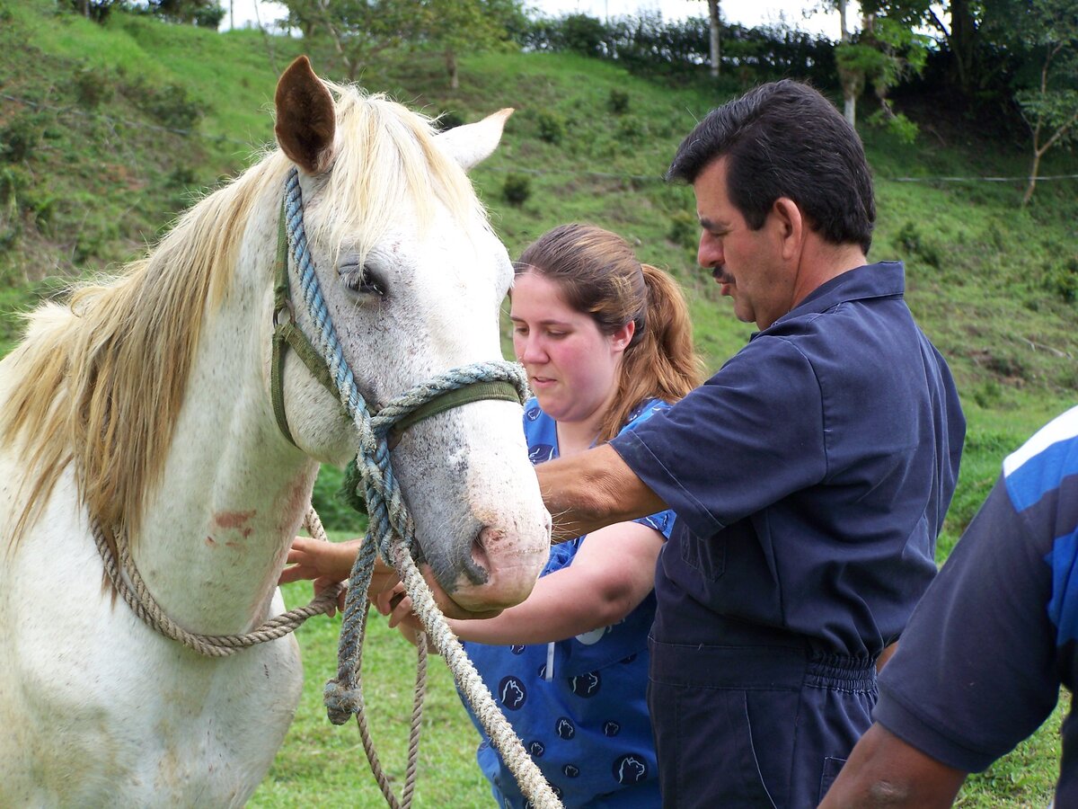 Взять кровь лошади на анализ необходимо для получения ветеринарного свидетельства.