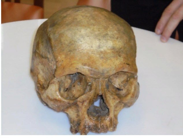 Рис. 1 Череп Хвита из коллекции И. Б_____ (фото Н. Акоева).